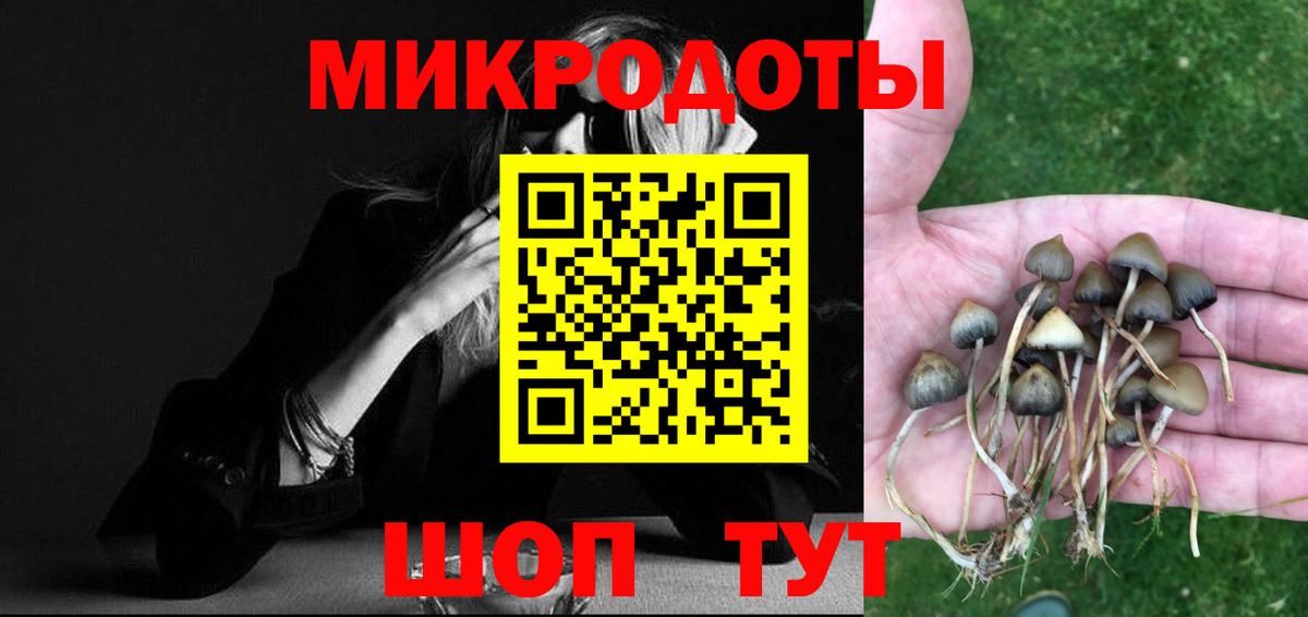 Галлюциногенные грибы Psilocybe Алексин